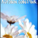 Белая ромашка на голубом фоне