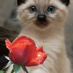 Котенок с розой