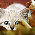 Осенний котенок