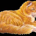 Рыжий кот