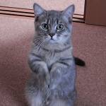 Умоляющий котик картинка