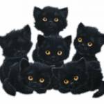 Черные котята