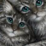 Два зеленоглазых котёнка