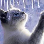 С Днем кошек картинки